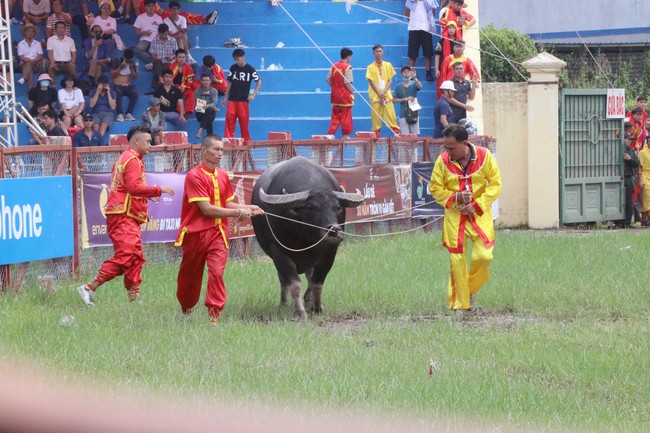 Lễ hội chọi trâu thúc đẩy phát triển du lịch Đồ Sơn - Ảnh 4.